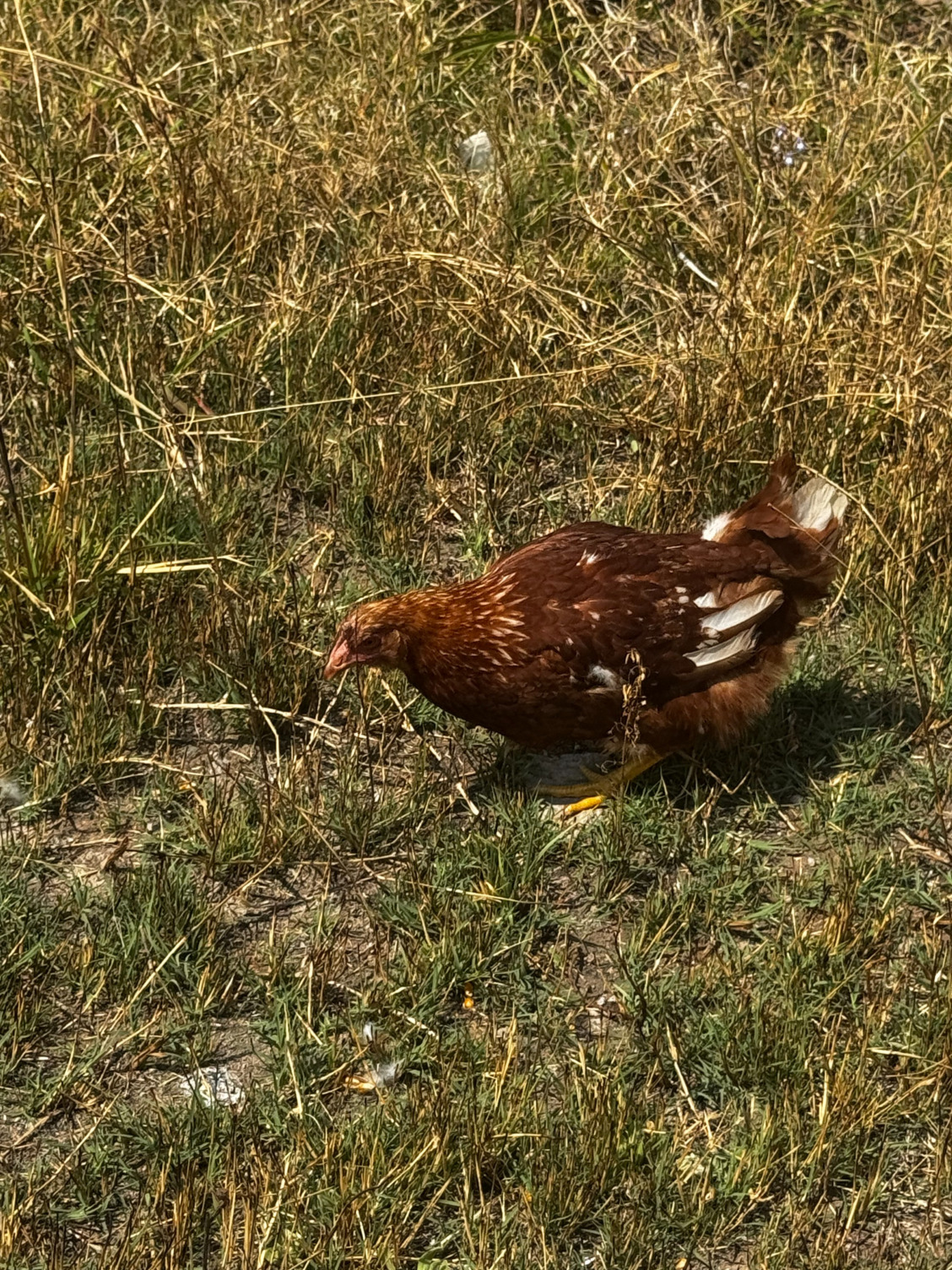 17-Week Poultry Success System