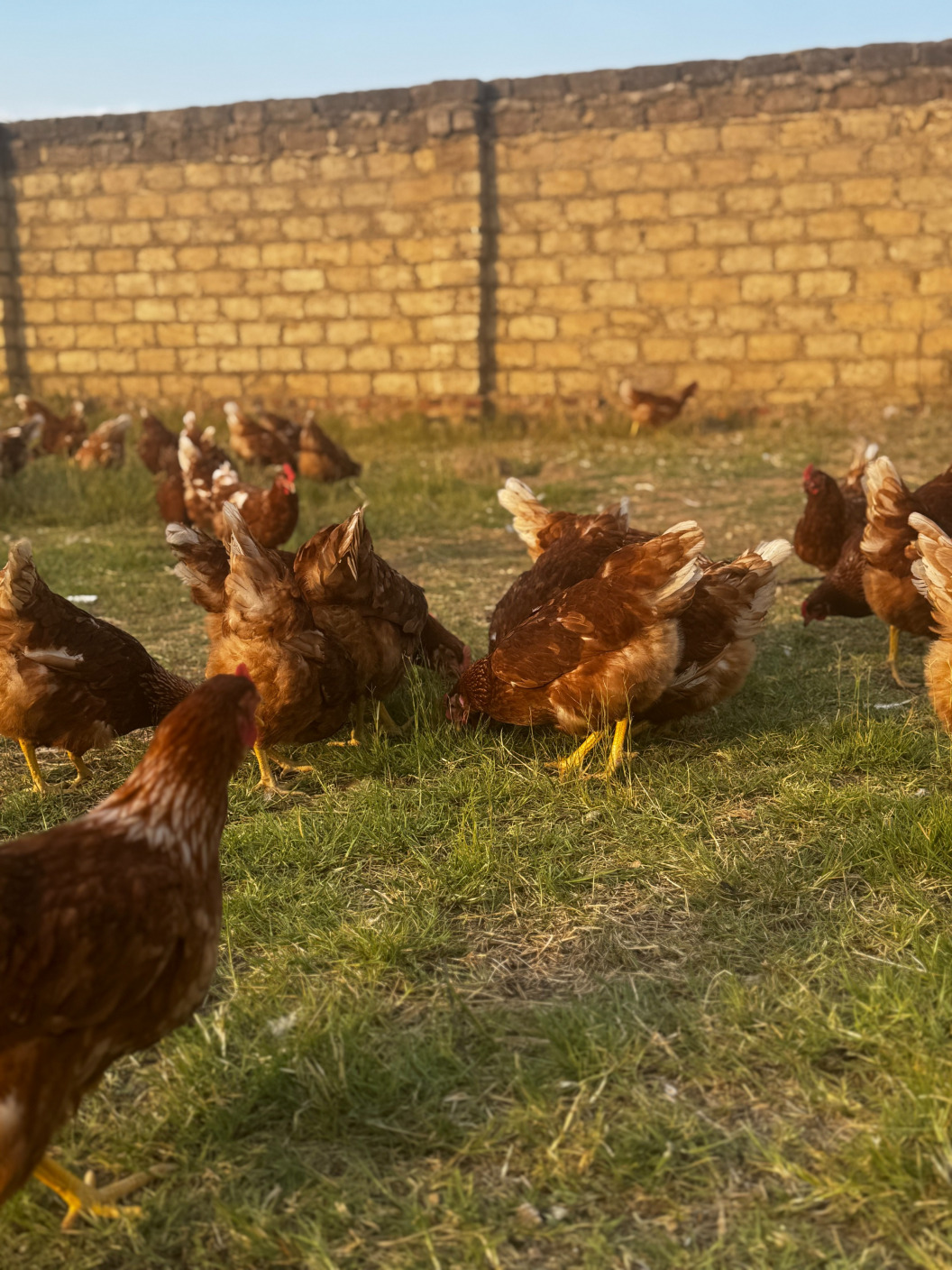 Eggs From Dorothy and The Girls